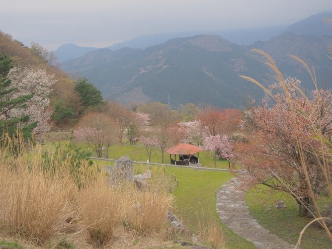 翠波高原桜と菜の花