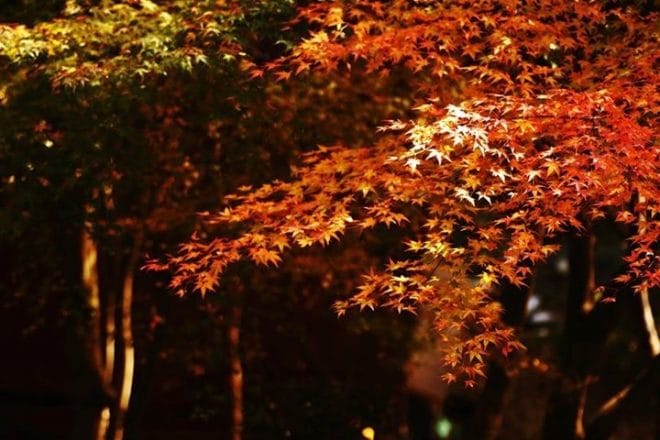 愛媛県内紅葉スポット2016-2