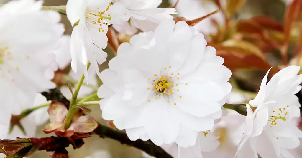 西法寺の薄墨桜 松山指定天然記念物の薄墨桜の秘められた伝説とは 海賊つうしん