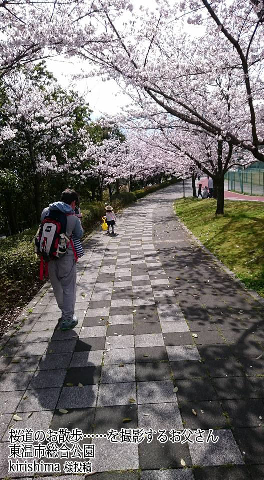 東温市総合公園桜