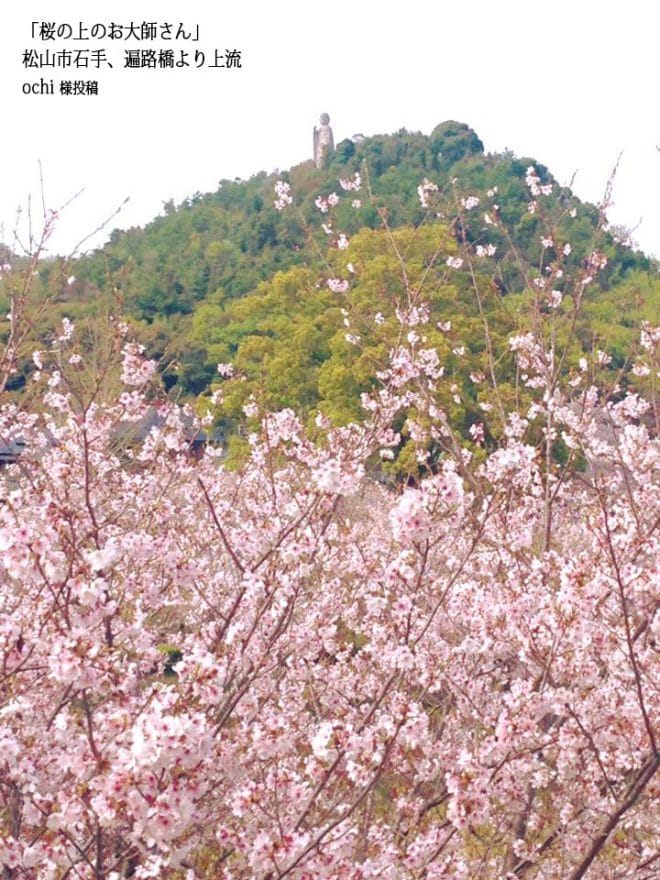 松山市石手川桜