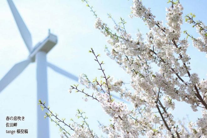 佐田岬の風車と桜