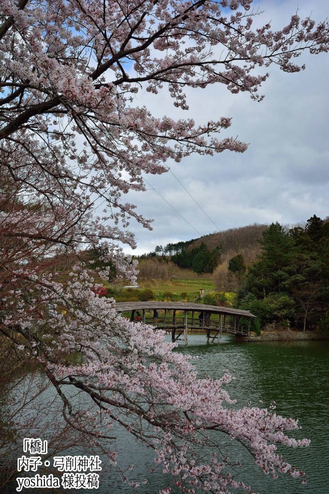 内子町弓削神社桜