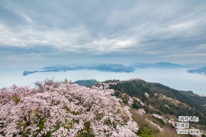 岩城島桜