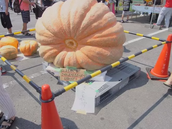 年は中止 フォトコンテストのみ どてかぼちゃカーニバル 東温 イベント 愛媛県のハロウィンイベント 巨大かぼちゃと写真撮影 海賊つうしん