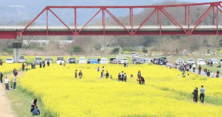 五郎の菜の花 大洲 遊び 河川敷に咲く2つの菜の花畑が見頃 知る人ぞ知る穴場スポット特集 海賊つうしん