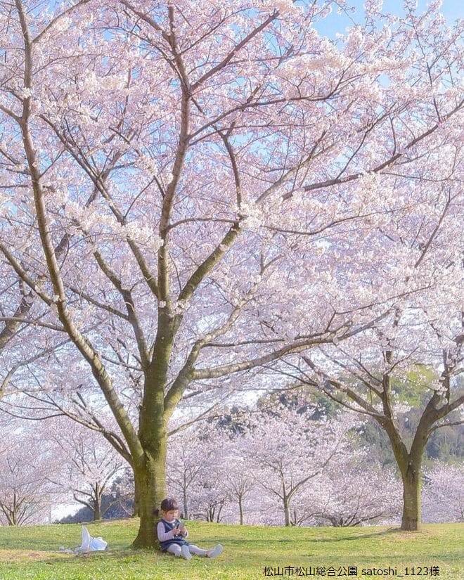 松山市松山総合公園 桜フォトコンテスト2018