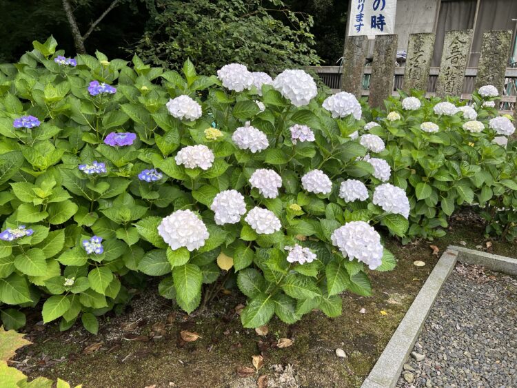 石鎚神社　紫陽花