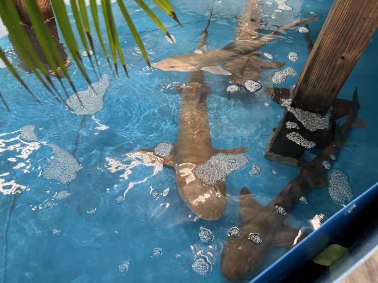 SP水族館　サメ
