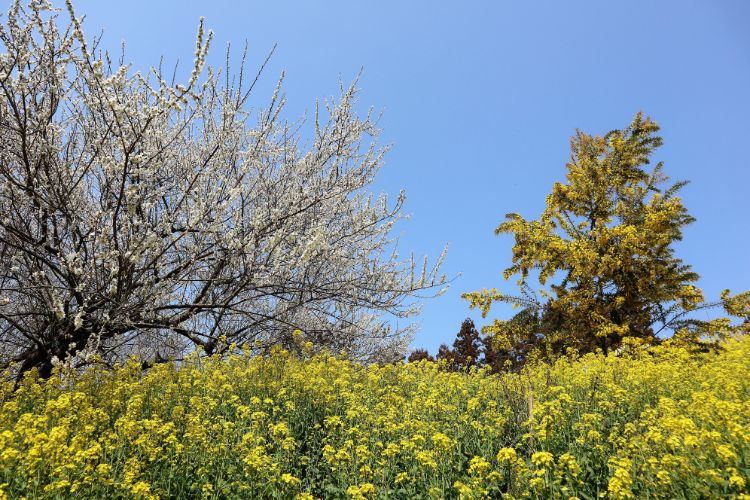 黄色い丘と河津桜とミモザ