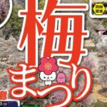 南楽園梅まつり2026