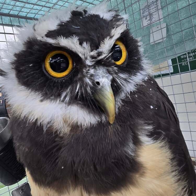 メガネフクロウの赤ちゃん