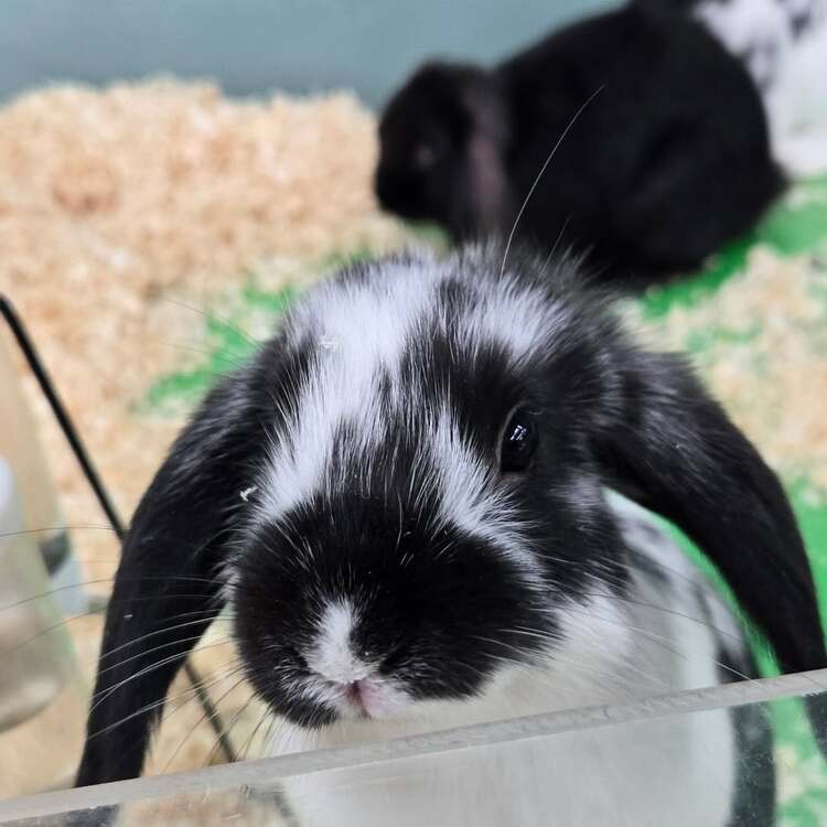 ウサギの赤ちゃん