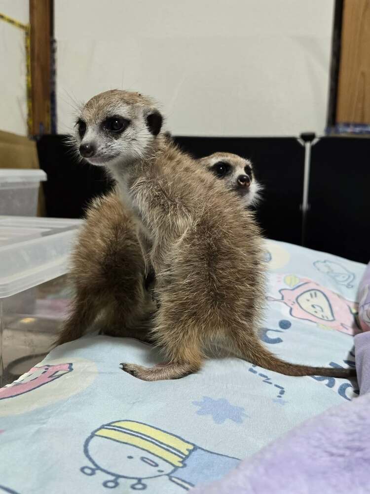 ミーアキャットの赤ちゃん