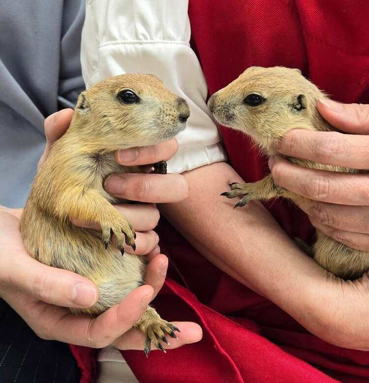 プレーリードッグの赤ちゃん