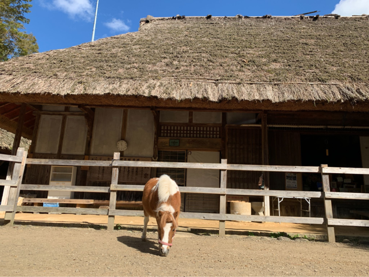 ウィンダムファーム