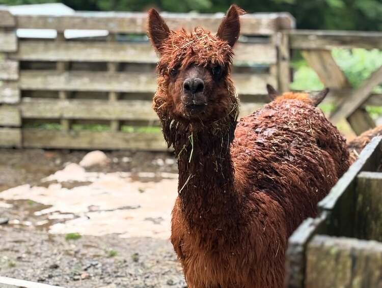 アルパカ