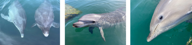 ドルフィンファームしまなみのイルカたち