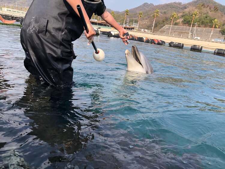ドルフィンファームしまなみのイルカとのふれあい