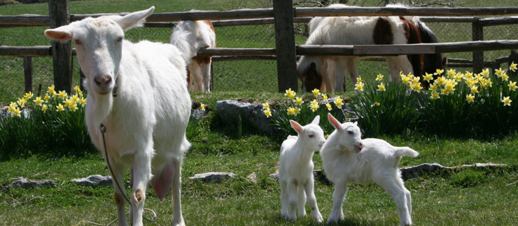 四国カルストもみの木 ポニー牧場