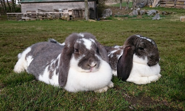 四国カルストもみの木 ポニー牧場