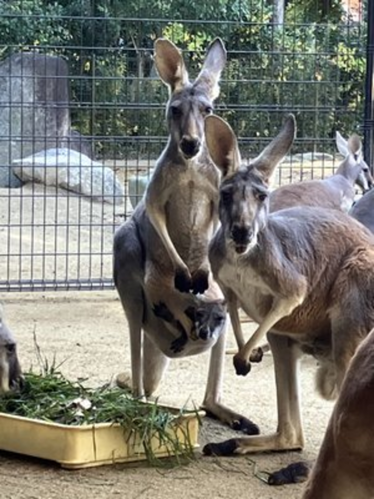 愛媛県立とべ動物園のアカカンガルーと赤ちゃん