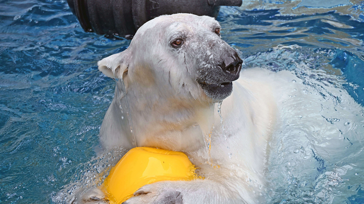 愛媛県立とべ動物園のホッキョクグマ、ピース