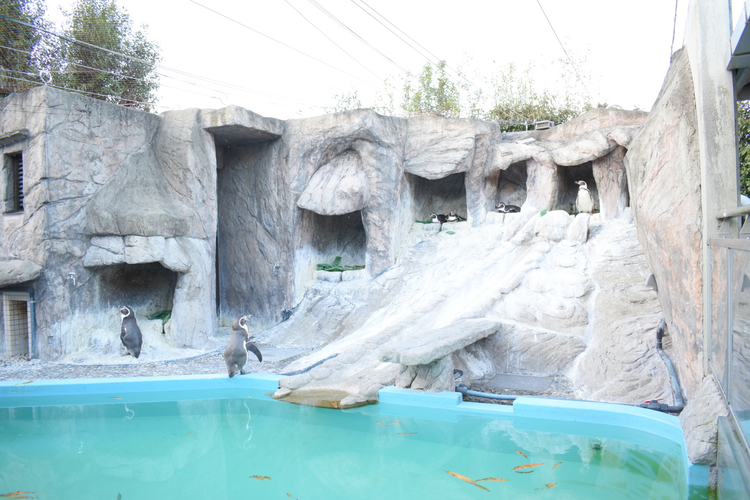 虹の森公園 おさかな館 ペンギンの展示室