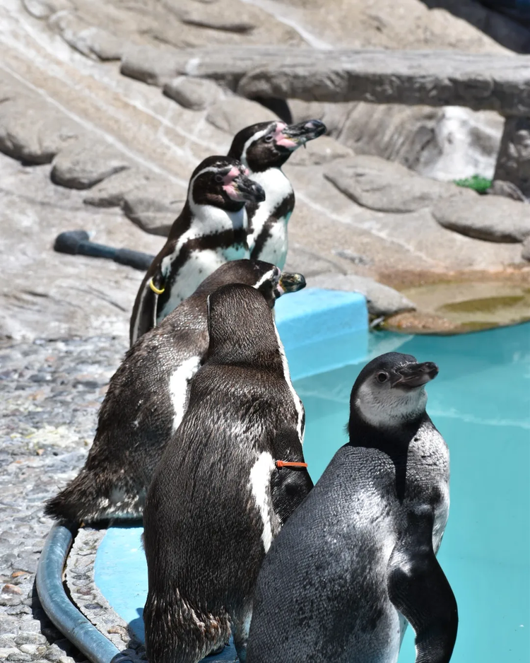 虹の森公園 おさかな館のペンギン