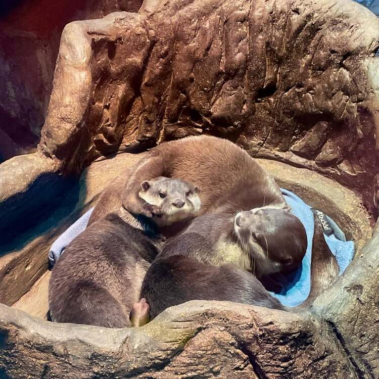 虹の森公園 おさかな館のカワウソ