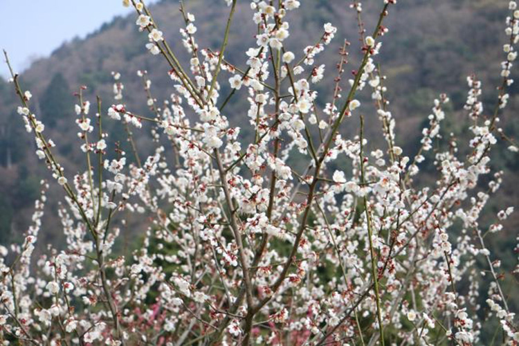 西条市市民の森・梅林園