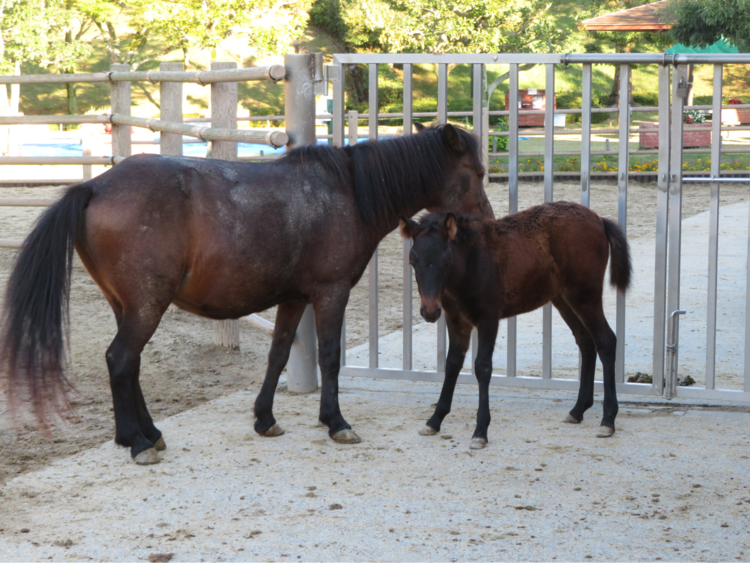 野間馬ハイランドのさら号