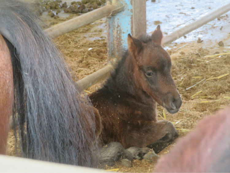 野間馬ハイランドの利久号