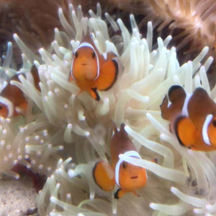 長高水族館のカクレクマノミ
