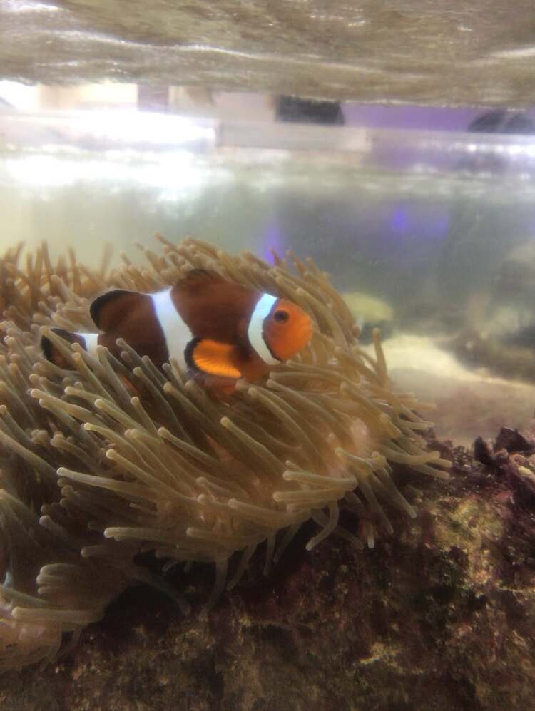 長高水族館のカクレクマノミ