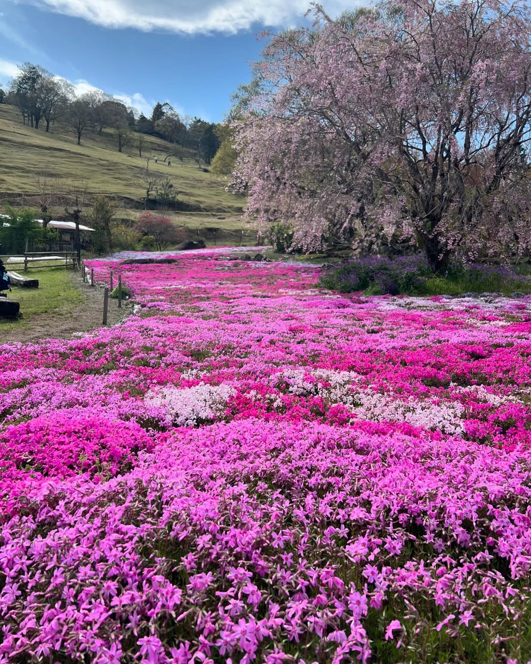山本牧場