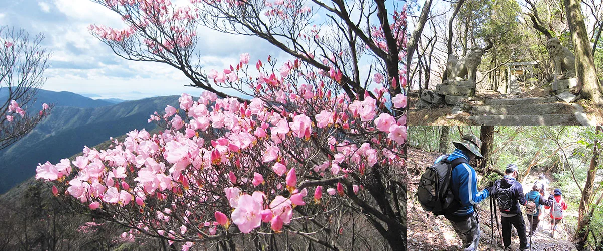 篠山のアケボノツツジ