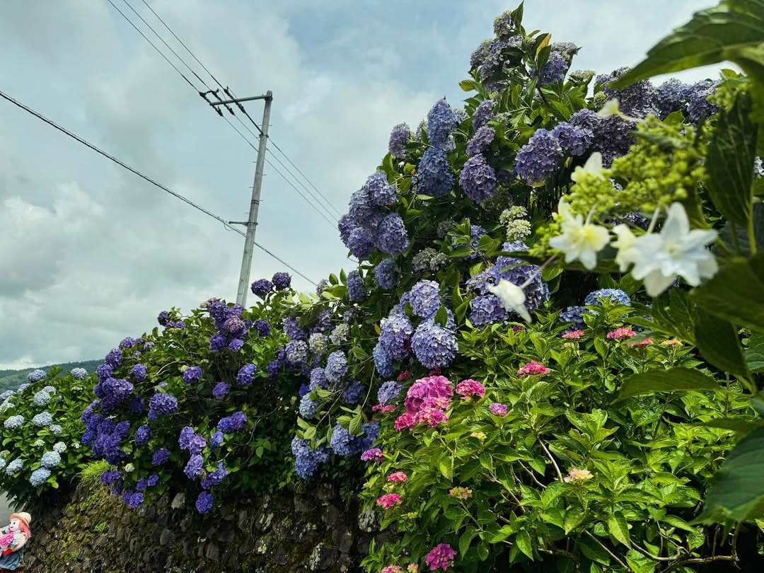 新宮あじさいの里