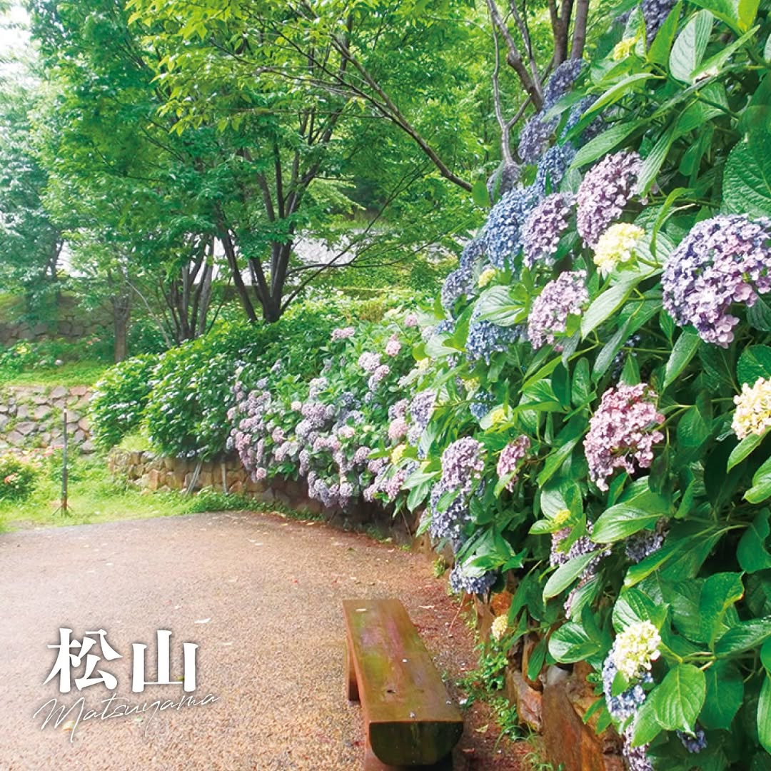 松山総合公園