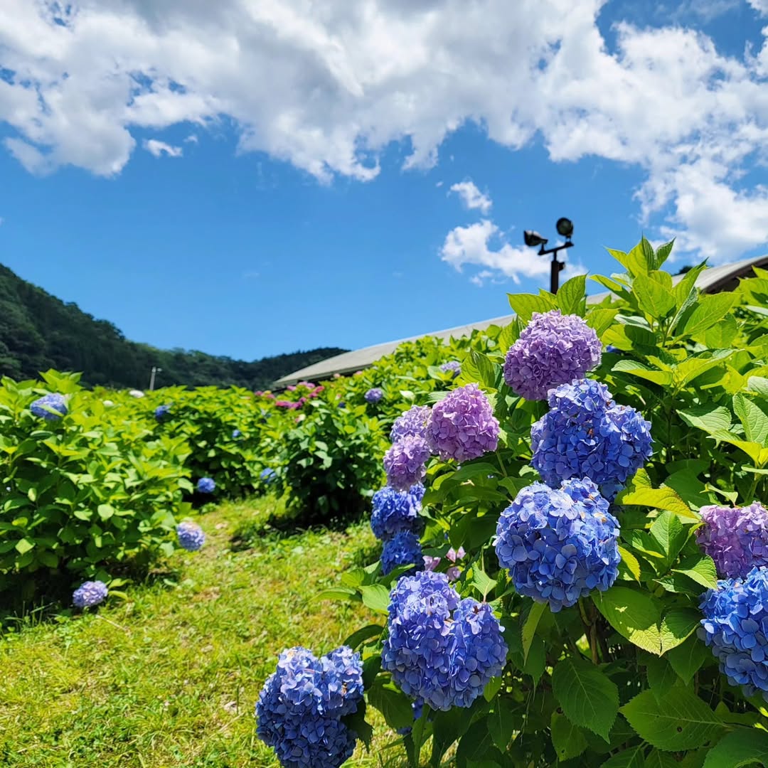 清流の里ひじかわ
