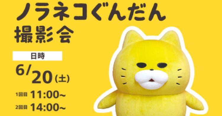 ノラネコぐんだん撮影会
