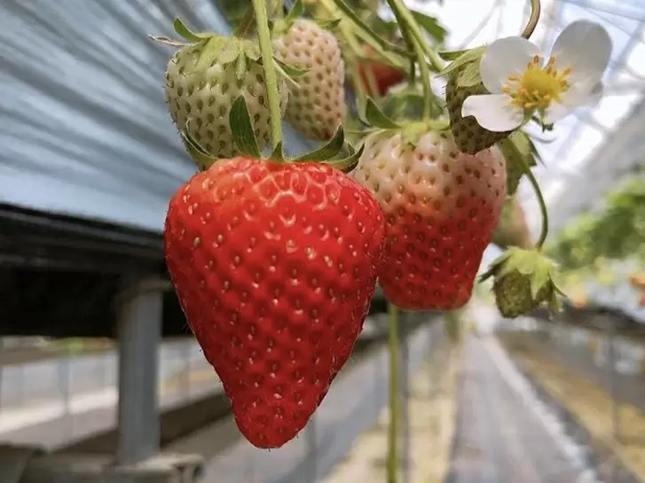 愛媛 いちご 狩り