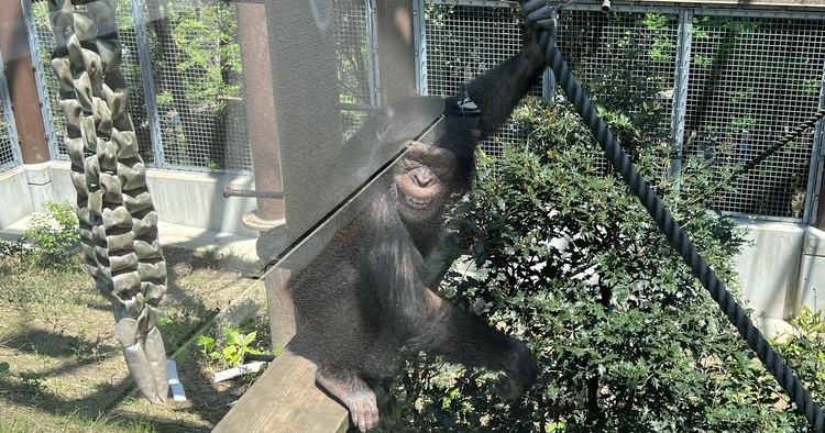 とべ動物園チンパンジー