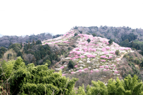 七折梅園-砥部町