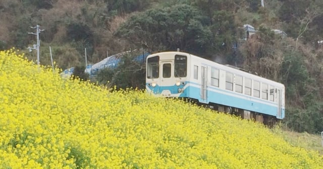 閏住の菜の花畑8