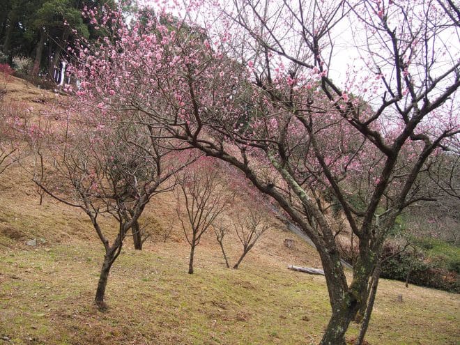 西条市民の森梅林園2