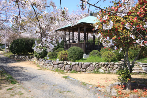 梅津寺公園1