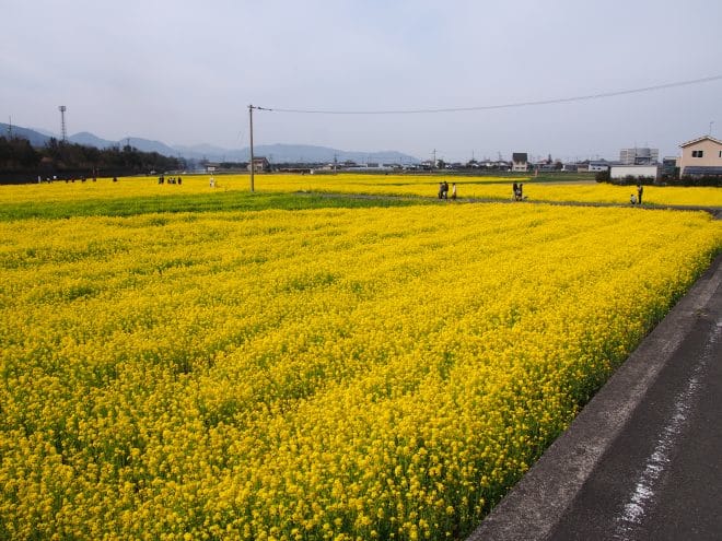 見奈良菜の花7