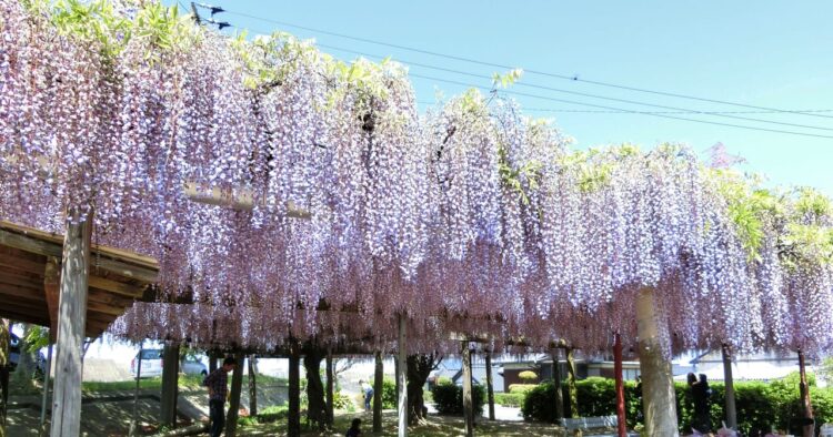 西条市の藤