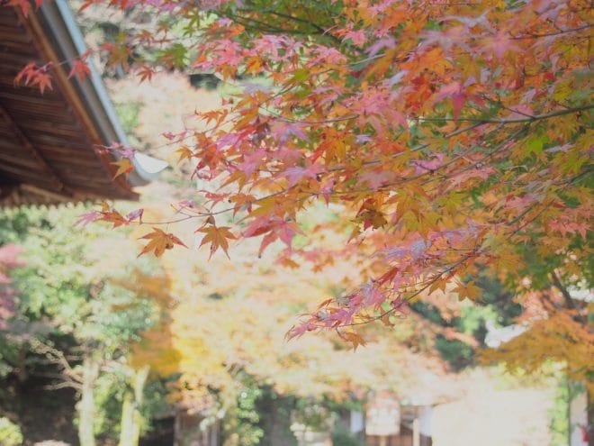西山広隆寺の紅葉2